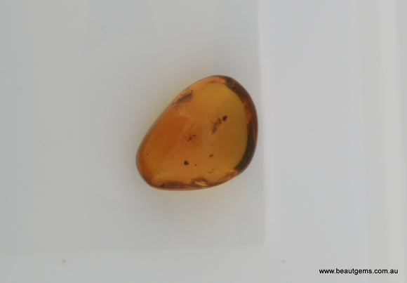 4.51 carat Burma Amber with Insect Inside