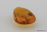 4.51 carat Burma Amber with Insect Inside