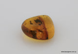 4.96 carat Burma Amber with Insect Inside
