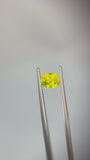 1.47 carat Queensland Australia Yellow Sapphire