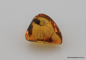 1.41 carat Burma Amber with Insect Inside