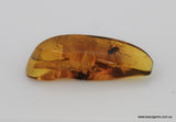 4.54 carat Burma Amber with Insect Inside