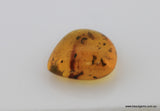 4.96 carat Burma Amber with Insect Inside